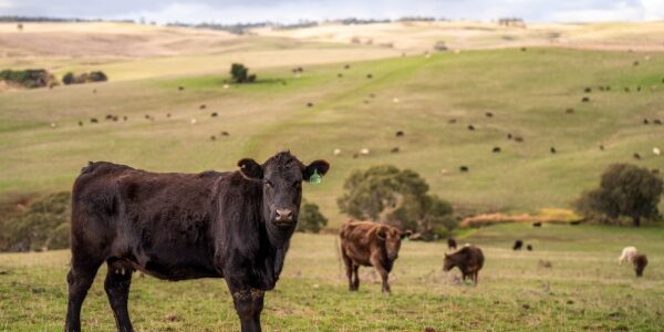 Aides agricoles : précisions pour les bovins et la canne à sucre