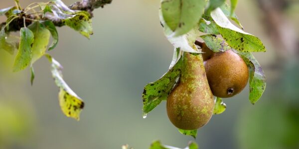 Aides couplées végétales : du nouveau pour la catégorie « Fruits transformés »
