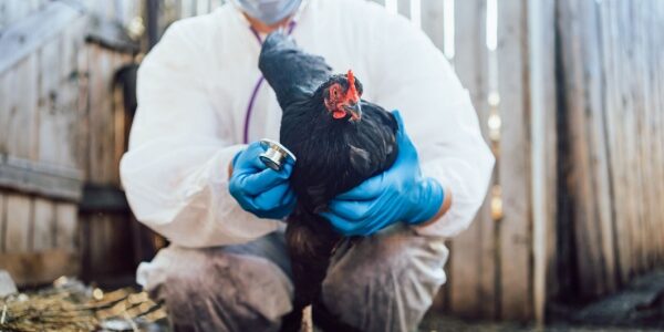 Grippe aviaire : une amélioration pour le printemps 2025 !