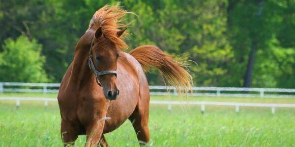 Vente de chevaux vivants : une baisse du taux de TVA en vue ?
