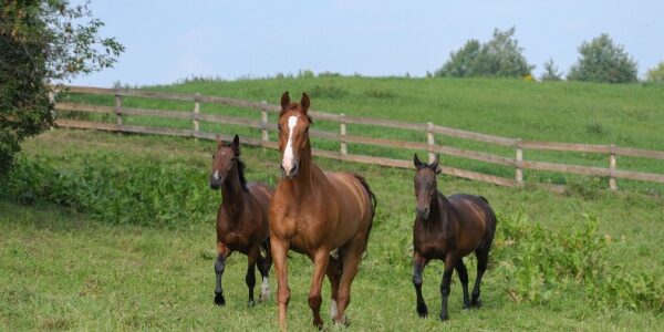 Gardiennage de chevaux : quelle fiscalité appliquer ?