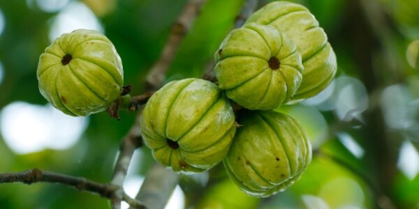 Garcinia cambogia : interdiction temporaire