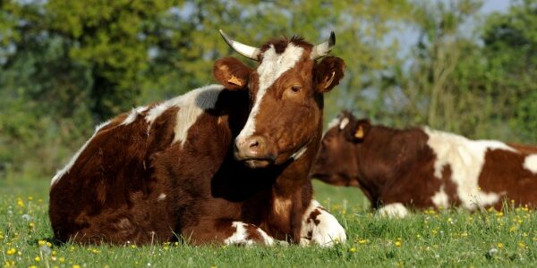 Provision pour hausse de la valeur des stocks de vaches, c’est déjà parti ?