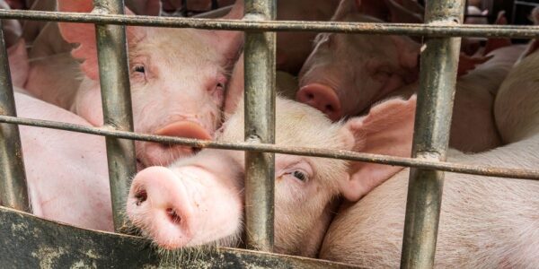 Abattoirs et protection de l’environnement : quelles modalités ?