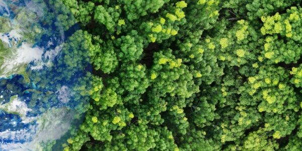 Renouvellement forestier : comment toucher les aides ?