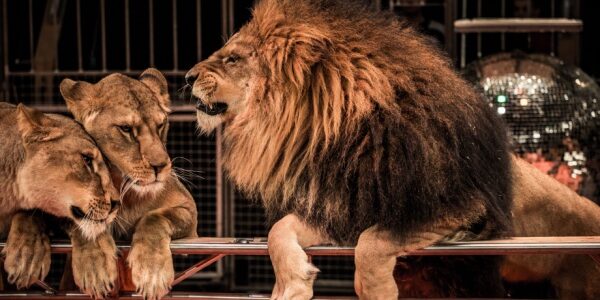 Interdiction des spectacles itinérants avec des animaux non domestiques : des aides possibles