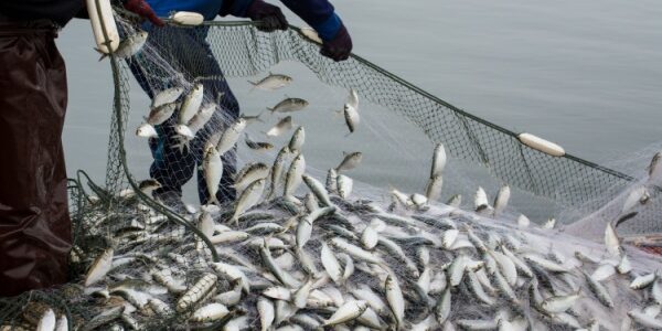 TVA à taux réduit : même pour les poissons d’empoissonnement ?