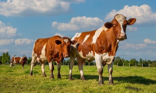 Aides agricoles : précisions à propos de l’aide aux bovins