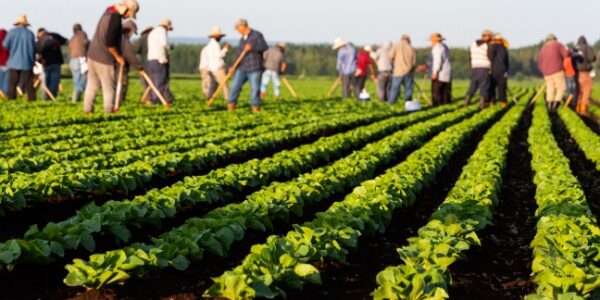 Employeurs agricoles : actualisation de l’exonération TO DE