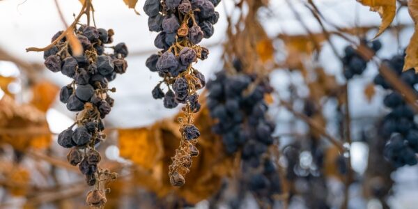 Vignes en friche : une sanction pour protéger les cultures