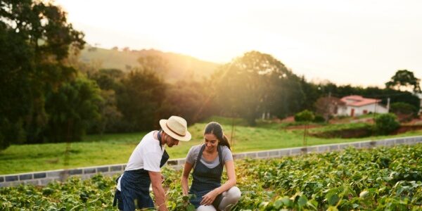 Ajustement de droits à paiement de base : quelques précisions pour les exploitants agricoles…