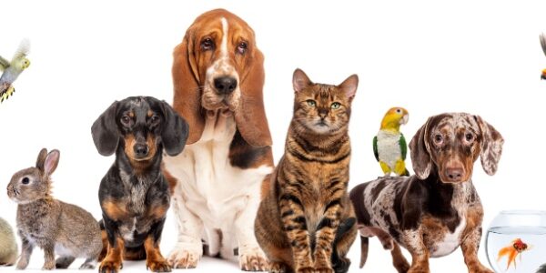 Bien-être animal : une réglementation détaillée