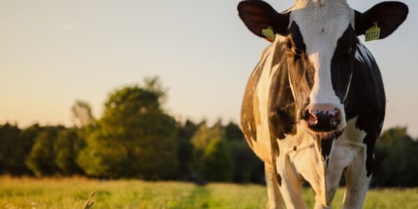 Agriculture : le point sur les mesures d’aide