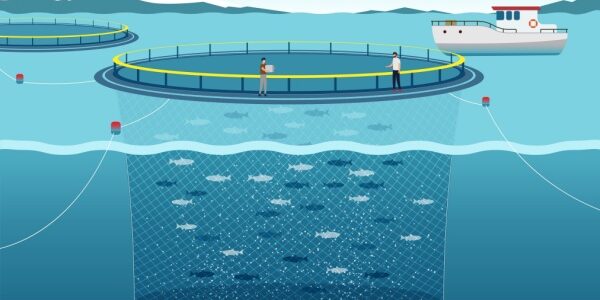 Pisciculture marine et concession d’exploitation : des critères à connaître