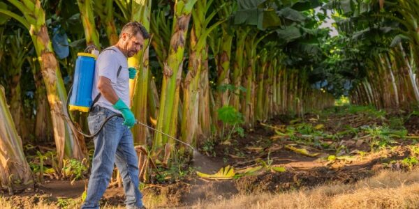 Chlordécone : un portail pour centraliser les informations et les solutions