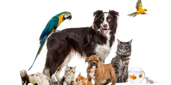 Droit des animaux : le droit français s’adapte