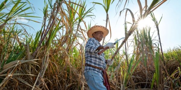Canne à sucre : quelle enveloppe d’aides pour les récoltes 2025 ?