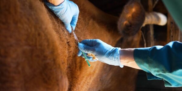 Dermatose nodulaire : extension des mesures de lutte contre la propagation