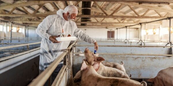 Tuberculose dans les élevages : évolution des mesures de contrôle Tuberculose dans les élevages : évolution des mesures de contrôle