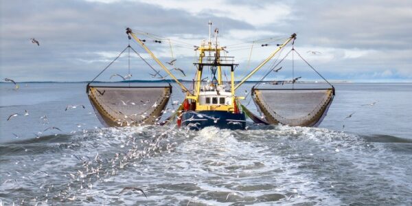 Déclaration des activités de pêche : passage à la déclaration électronique ? Déclaration des activités de pêche : passage à la déclaration électronique ?