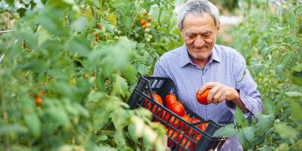 Retraite des non-salariés agricole : alignement sur le régime général