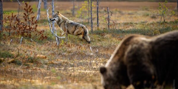 Protection des troupeaux contre les prédateurs : précisions sur les aides