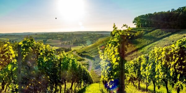 Viticulture : un sursis pour la déclaration des récoltes