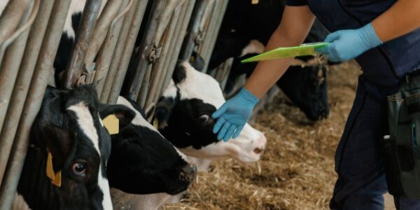 Dermatose nodulaire : des restrictions renforcées