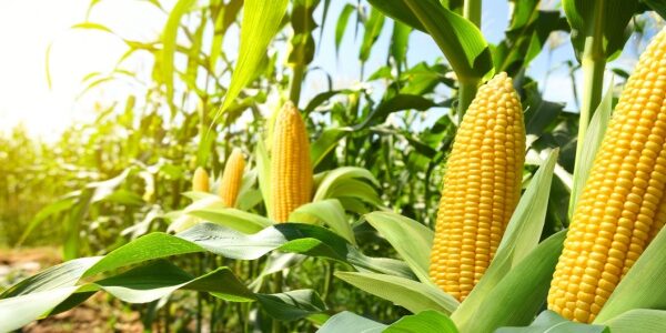 Produits alimentaires et TVA : et si leur utilisation n’est pas « normale » ? Produits alimentaires et TVA : et si leur utilisation n’est pas « normale » ?