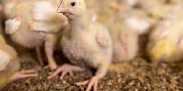 Traçabilité des volailles et oiseaux : évolution des obligations déclaratives