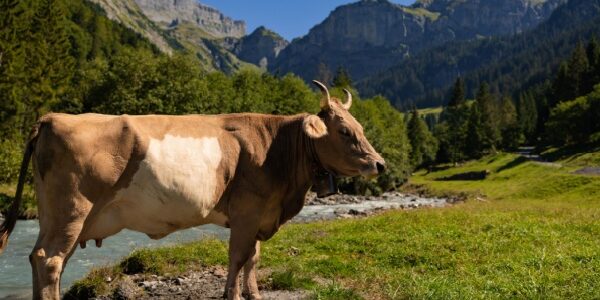 Élevage bovin en Corse : un report de l’obligation d’identification