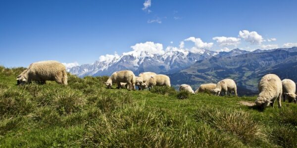 Aides contre la prédation : un calendrier à ne pas manquer