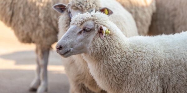 Identification des ovins et des caprins : des mouvements plus suivis