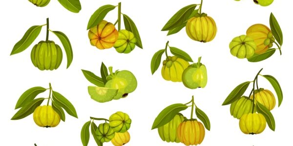 Garcinia cambogia : une interdiction temporaire toujours d’actualité ?