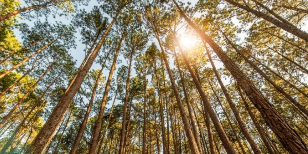 Taux réduit de TVA pour les travaux sylvicoles et d’exploitation forestière : ça continue