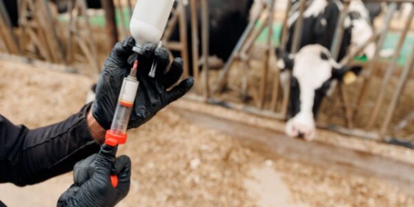 Dermatose nodulaire : nouvelle restriction de mouvements pour les animaux non-vaccinés Dermatose nodulaire : nouvelle restriction de mouvements pour les animaux non-vaccinés