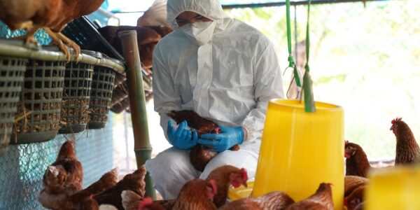 Influenza aviaire : une situation qui s’améliore