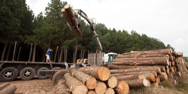 Filière du bois en Guyane : une aide revalorisée