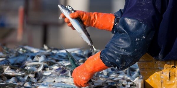 Secteur de la pêche : du nouveau pour les quotas et les activités de pêche Secteur de la pêche : du nouveau pour les quotas et les activités de pêche