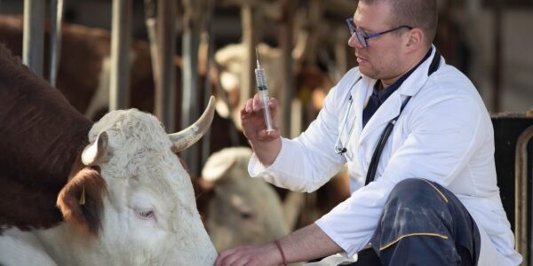 Agriculture : le point sur les épidémies