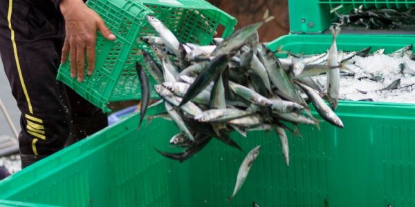 Secteur de la pêche : évolution des critères des demandes d’antériorités Secteur de la pêche : évolution des critères des demandes d’antériorités