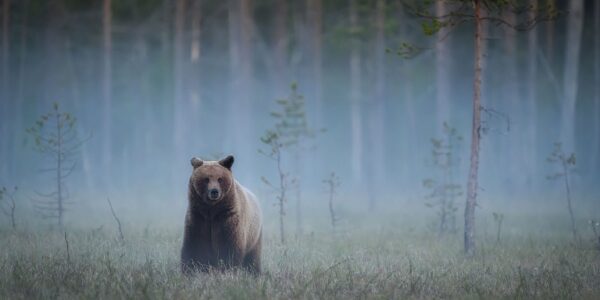 Animaux sauvages : des mesures à signaler