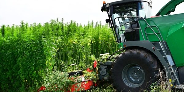 Agriculture : éligibilité des cultures de chanvre à la PAC