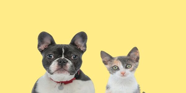 Vente d’animaux de compagnie : de nouvelles sanctions à connaître