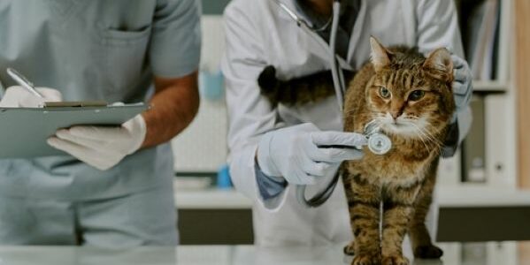 Cabinet des vétérinaires : des règles de fonctionnement précisées