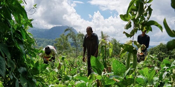 Exploitants agricoles ultramarins : évolution de l’exonération des cotisations sociales Exploitants agricoles ultramarins : évolution de l’exonération des cotisations sociales