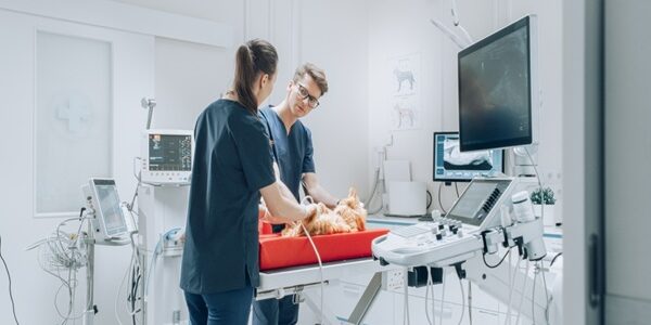 Vétérinaires : une délégation possible pour certains actes
