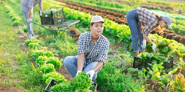 Travailleurs saisonniers agricoles : l’hébergement sous tente étendu à de nouveaux départements Travailleurs saisonniers agricoles : l’hébergement sous tente étendu à de nouveaux départements